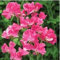 Gelb: 100 teile/beutel, weihnachtsstern samen, euphorbia pulcherrima, topfpflanzen, pflanzen jahreszeiten, blühende pflanzen
