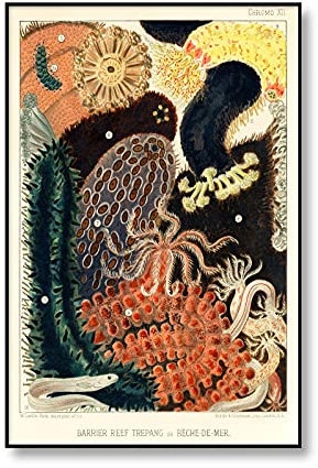 Bilder,Poster,Kunstdrucke,Marine Creatures Vintage Poster , Korallen Riff Illustrationen Seeanemonen Diagramm Druck Wandkunst Gemälde Antikes Bild , Büro Schule Dekor Poster-40X60Cm