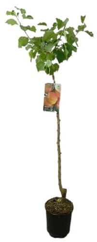 Garden Center Shop | Albaricoquero Currot M25 | Árbol Frutal Natural de Albaricoque | Fruto Anaranjado y Aromático | Planta Exterior para Huerto o Jardín