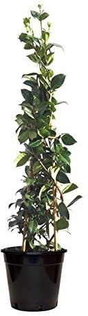 Pianta di rincospermum jasminoides falso gelsomino rampicante h 150 cm vaso 17 cm AMDGarden FOTO REALE