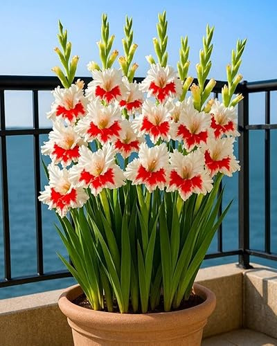Gladiolus rhizomer. Höga och stora löv. Perfekt för att försköna landskapet. Tål kyla. (NVNJHJN).-10 rhizomas-A