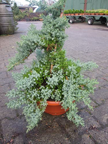 Juniperus procumbens Nana - japanischer Kriechwacholder
