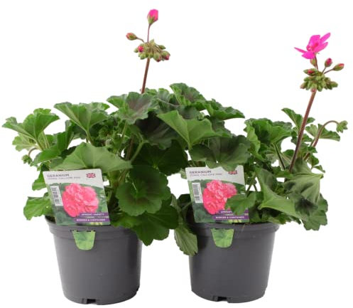 Large Garden Ready Zonal Geranium - Calliope 2 Plants in 1 Litre Pots. Real, Living, British Grown & Potted. Easy to Grow in Containers, Baskets, Patios & Beds, Outdoors (Calliope Pink)