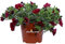 Pianta di Petunia Nana Pianta di Calibrachoa Pianta di Milion Bells pianta vera da fiore varie colorazioni pianta da esterno pianta ornamentale venduta da eGarden.store (Rosso)