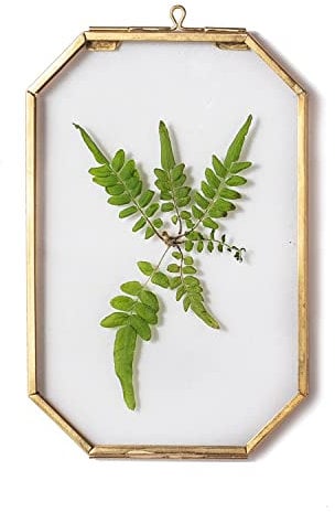NCYP Goldfarben Schwebender Rahmen aus Glas, 10,2 x 15,2 cm, Achteckig Messing Hängerahmen für Gepresste Pflanzen, Getrocknete Blumen, Foto, Bild, Herbarium (nur Glasrahmen)