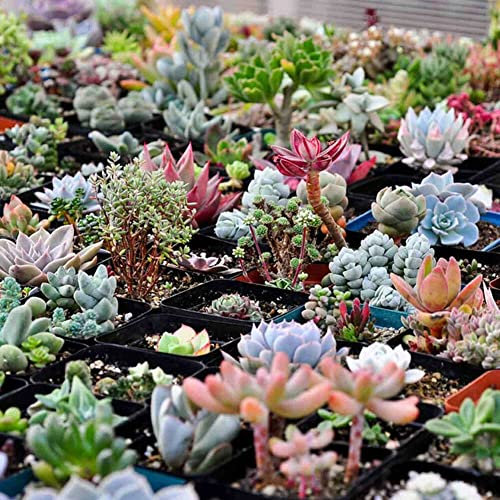 Haloppe 600 Unids Semillas de Plantas Suculentas para la Plantación de Jardín en Casa, Semillas Suculentas Mixtas Lithops Piedras Vivas Raras Bonsai Planta de Jardín en Casa Semillas Suculentas