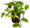 Golden POTHOS Scindapsus Epipremnum Aureum Devils Ivy Indoor Plant in 12cm Pot