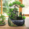 Zimmerbrunnen mit LED Beleuchtung Tischbrunnen Wasserfall IndoorWasserfall Steingarten Zimmerbrunnen Grüne Pflanze Brunnen für Home Office Schlafzimmer Schreibtisch Dekoration 28 x 20 x 15 cm