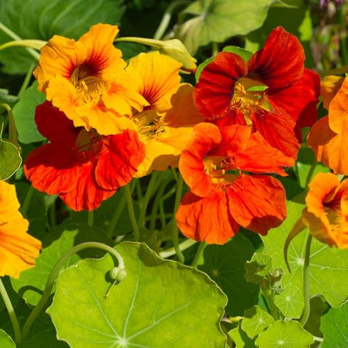 Nasturtium Tall Seeds – Edible Blooms & Leaves – Must Have for Trellis, Hanging Baskets & Window Boxes – Hardy Annual – for Your Beautiful Garden