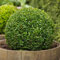 100 Semillas - boj, Buxus sempervirens, semillas, (Hardy Evergreen, Topiary, Seto, Bonsai)
