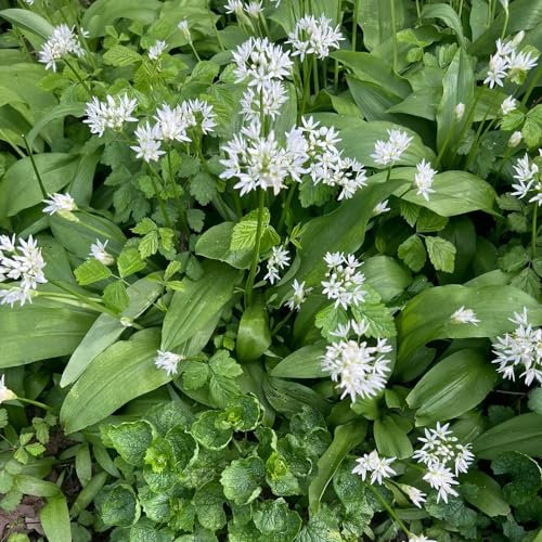 350 pcs bärlauch samen kaufen gartenkräuter gartengeschenke bio saatgut bienenweide mehrjährig pflanzen für balkon gartenblumen pflanzen balkon bodendecker samen bodendecker pflanzen