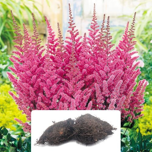 2 Astilbe Pink Plants – Soft Pink Fluffy Plumes – Summer-Flowering Perennials – Ideal for Containers or Garden Borders – Perfect for UK Climate Conditions