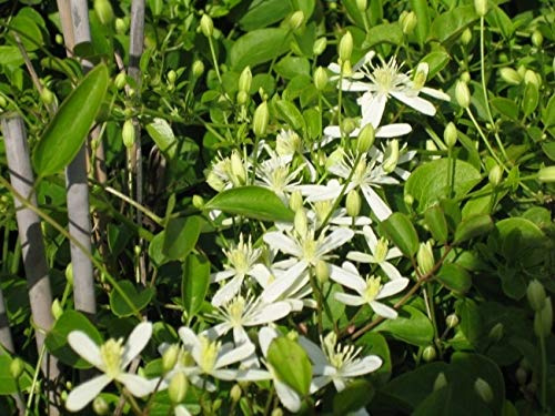 Clematis terniflora Maximowicziana (60-100 cm) - Waldrebe/Klematis