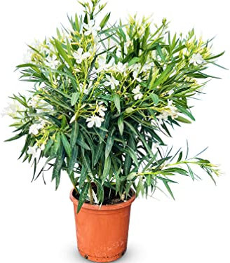 Oleander - Bianco - NERIUM OLEANDER 80-100 CM - A+