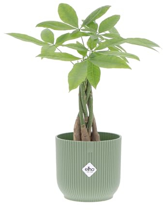 KENTIS - Pachira Acquatica - Pianta da Interno Portafortuna - Piante Vere da Appartamento - H 35-45 cm Vaso Ø 12 cm