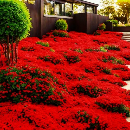 Plus de 10 000 pièces de thym, couvre-sol résistant à l'hiver vivace, thym rampant rouge (rouge, 2 sachets)