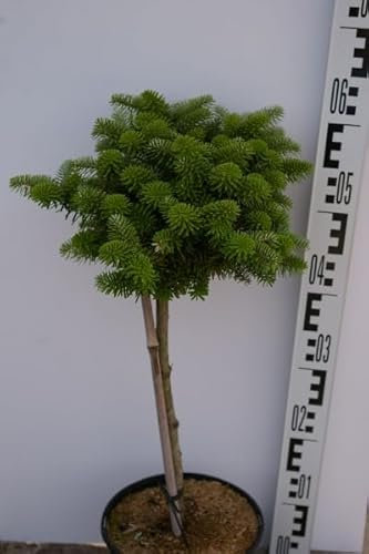 Abies koreana Molli - Zwerg-Koreatanne Stamm auf 30 cm