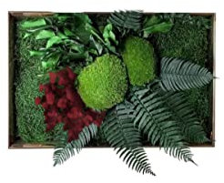Clorophilla Quadro Vegetale con Piante Stabilizzate Verdi e Rosse, No Manutenzione, Polvere, Idea Regalo, Profuma e Decora - NO CORNICE (30X60)