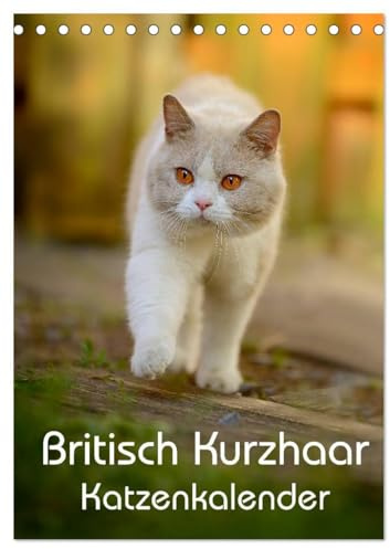 Britisch Kurzhaar Katzenkalender (Tischkalender 2026 DIN A5 hoch), CALVENDO Monatskalender: Wunderschöne Britisch Kurzhaarkatzen für das ganze Jahr (CALVENDO Tiere)