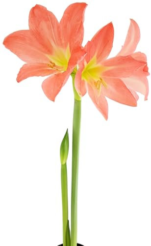 Fangblatt - Hippeastrum 'Pretty Star' - Amaryllis mit lachsfarbener Blüte - fantastischer Ritterstern - getopft und im Austrieb