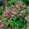 Epimedium grandiflorum 'Rubinkrone' ca. 9x9 cm Topf - Elfenblume, rubinrote Blüten, Blütezeit April-Mai, ideal für schattige Beete, pflegeleicht und winterhart
