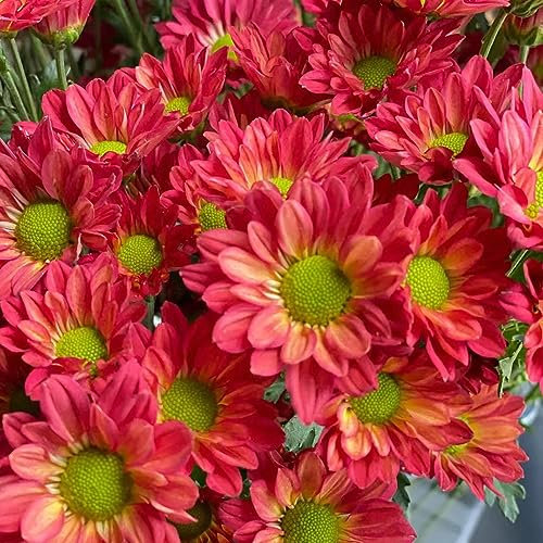 300 pcs Gänseblümchen Samen Für Rasen (Bellis perennis), Blumensamen Balkon, Bodendecker Pflanzen Winterhart Wiesenblumen Samen, Balkonpflanzen Winterhart Schnittblumen Samen, Zimmerpflanzen