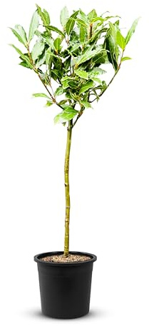 Gewürzlorbeer am Stamm - Laurus Nobilis - Gesamthöhe 140-160cm - echter Lorbeer A+