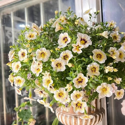 zauberglöckchen calibrachoa - mehrjährig winterhart balkon deko exotisch 900samen