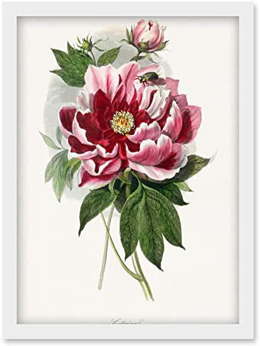 Wee Blue Coo Vintage Pink Red Peony Bloom Flowers Floral Classic Pretty Illustration Artwork Framed Wall Art Print A4