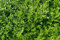 10 x Lonicera pileata (Gehölz/Heckenpflanze/Winterhart/Mehrjährig/Immergrün/Bodendecker) Böschungsmyrthe - Dichtes Grün für perfekte Bodendecker-Lösungen - von Stauden Gänge