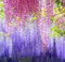 kiskick 200 Pezzi Semi di Glicine Viola produttivi Facile germinazione attraenti Semi di Fiori Naturali Assortiti Forniture da Giardino Semi per Principianti e giardinieri, ottimi Regali di giardinag