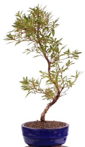 Bonsai - Jap. Satsuki Azalee 'Saran', Rhododendron indicum 218/160