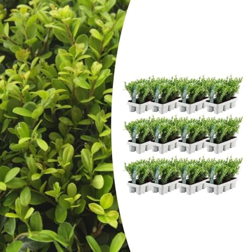 Ilex crenata 'Jenny' | 72 pièces - 25cm - Ø15cm - Plante de jardin