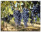 ARTLAND Wanddeko Leinwand Bilder Wandbild Natur Landschaft Toskana Weintrauben Früchte Obst Blätter T5MU