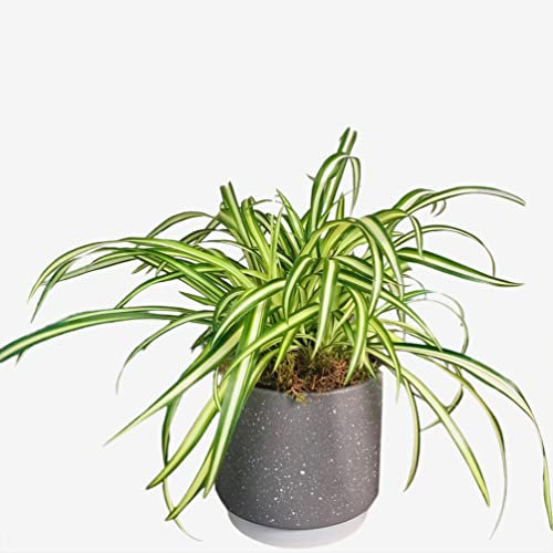 Chlorophytum Spider Plant Houseplant Real Indoor Plant for Office, Home, Bedroom, Kitchen and Living Room, Perfect for Clean Air, Delivered Next Day
