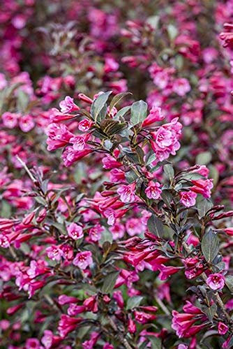 Rosa Weigelie Weigela florida 'Alexandra' -S- im Topf gewachsen ca. 40-60cm