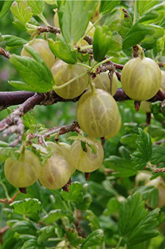 Pianta di Uva Spina Albero di Uva Spina Età 2 anni Pianta da frutto di Uva Spina in vaso Pianta vera di Uva Spina venduta da eGarden.store (Bianca)