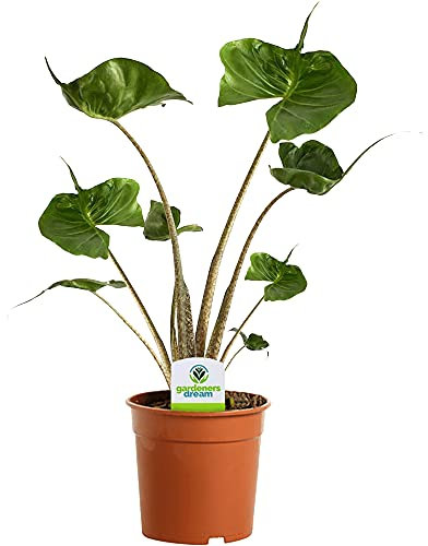 Alocasia Stingray - Elephant Ear Plant - Indoor Houseplant for Home or Office - Potted Air Purifying House Plants for Small and Large Spaces - Vibrant Foliage Leaves (30-40cm Incl. Pot)