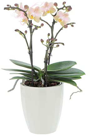 KENTIS - Orchidea Vera Pianta Rara - Phalaenopsis Aromio Powdery Profumata - Piante da interno Fiorite Purifica Aria - Vaso Ø 12 cm