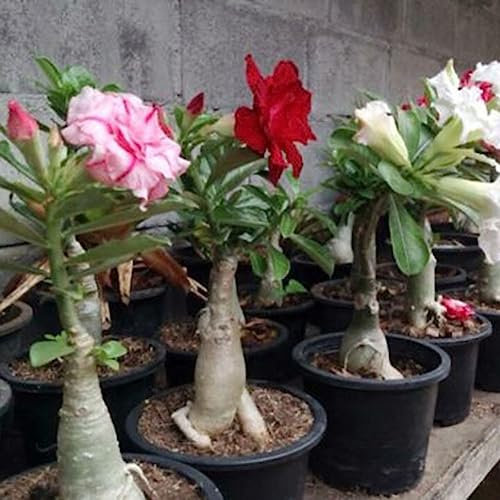 200 Pz Adenium Desert Rose Semi di Fiori Perenni Giardino Balcone Pianta Decor Fiore Albero da Frutto Semi di Ortaggi Semi di rosa del deserto