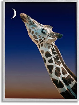 Stupell Industries Atelier Poster Giraffe küssender Mond bei Nacht Sonnenuntergang, schönes Porträt, Design von Atelier, grau gerahmt, 40,6 x 50,8 cm