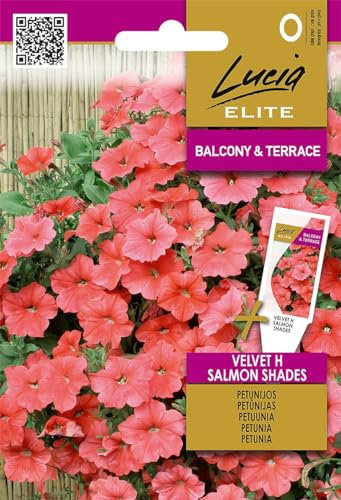 Lucia Elite | Semillas de Petunias (Surfinias) Velvet H Salmon Shades | Semillas de flores | Semillas de petunia | Semillas de jardín | Planta anual, colgante y con flores exuberantes | 1 paquete