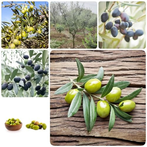 35 pcs olivenbaum samen gemüsesamen alte sorten zimmerpflanzen wenig lichtbedarf Olea europaea,olivenbäume wildkräuter samen kleines geschenk für frauen gemüsepflanzen balkonpflanzen
