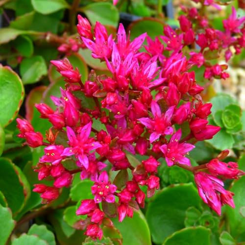 Sedum spurium 'Dragon's Blood' – Evergreen Ground Cover Plant, Purple-Tinged Leaves, Deep Red Starry Flowers, Drought-Tolerant - 1 x 1 Litre Potted Plant by Thompson & Morgan