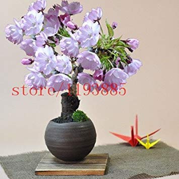 1: 6 farben japanischen sakura samen 2015 neue samen Kirschblüten Samen Japanische Kirsche Cerasus Yedoensis Biji, Bonsai Blumensamen 1