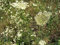 Portal Cool 12000 Camomilla Romana Semi/pianta del Fiore Erbe aromatiche