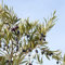 Olivenbaum Samen Winterhart Olive Tree SäUlenobst Bonsai Baum Balkonpflanzen Bio Saatgut Winterharte Pflanzen Winterschutz Olivenbaum Frisches Obst KüBelpflanzen Exotische Pflanzen 20 Pflanzensamen