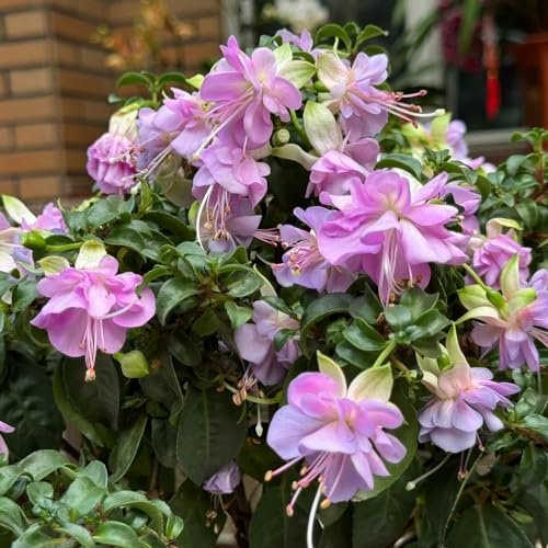 fuchsien winterhart - steingarten alte sorten 85samen