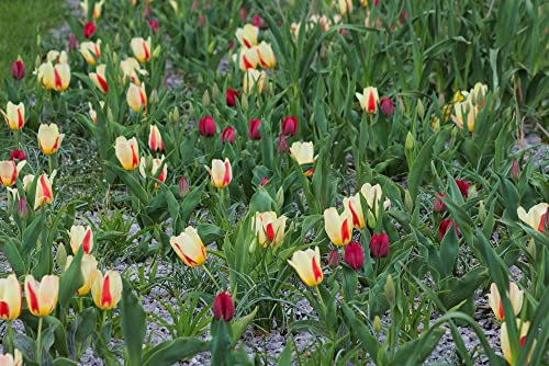 hansepuzzle 25164 - Tulpe Puzzle 2000 Teile - Natur Motiv mit hochwertiger Aufbewahrung: Kartonbox und wiederverschließbarem Beutel - Format 90 × 60 cm