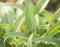 40 Graines de Sauge Officinale - plante aromatique - semences paysannes reproductibles - SemiSauvage